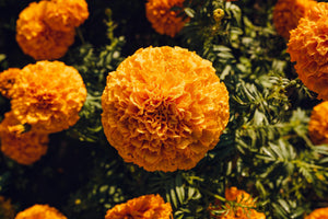 Cempasúchil: The Flower That Guides Generations